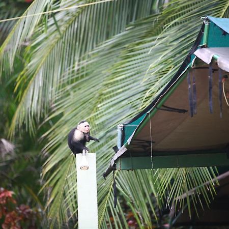 Rafiki Beach Camp Matapalo  Luaran gambar